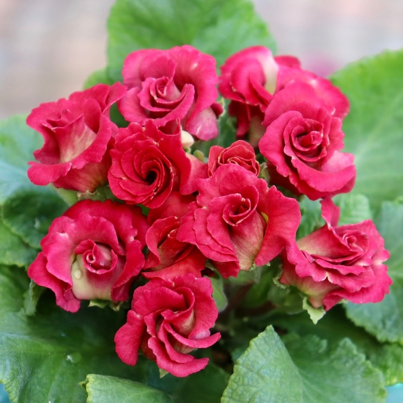 現品1点限り☆バラ咲きプリムラ・ジュリアン「ミステリーモカ」40番