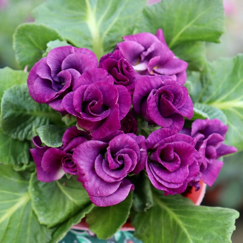 現品1点限り☆バラ咲きプリムラ・ジュリアン「ミステリーモカ」41番