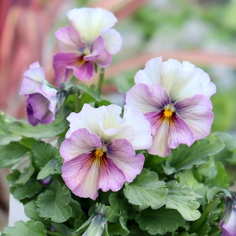 画像の現品1点限り!!北島園芸さんのオリジナルビオラ「コルティルーチェ」＜12番＞