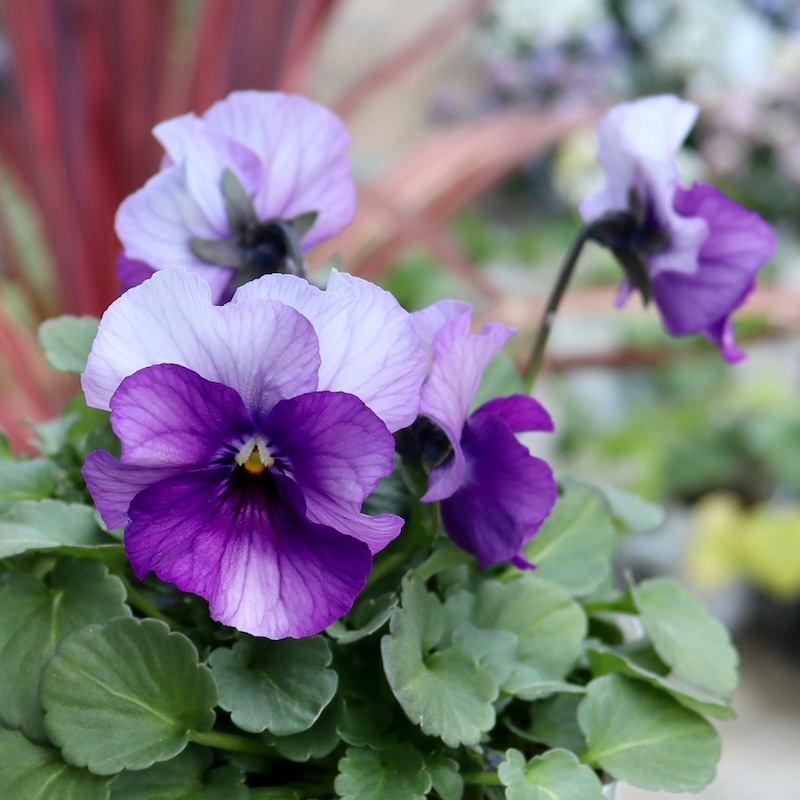 画像の現品1点限り!!北島園芸さんのオリジナルビオラ「コルティルーチェ」＜13番＞