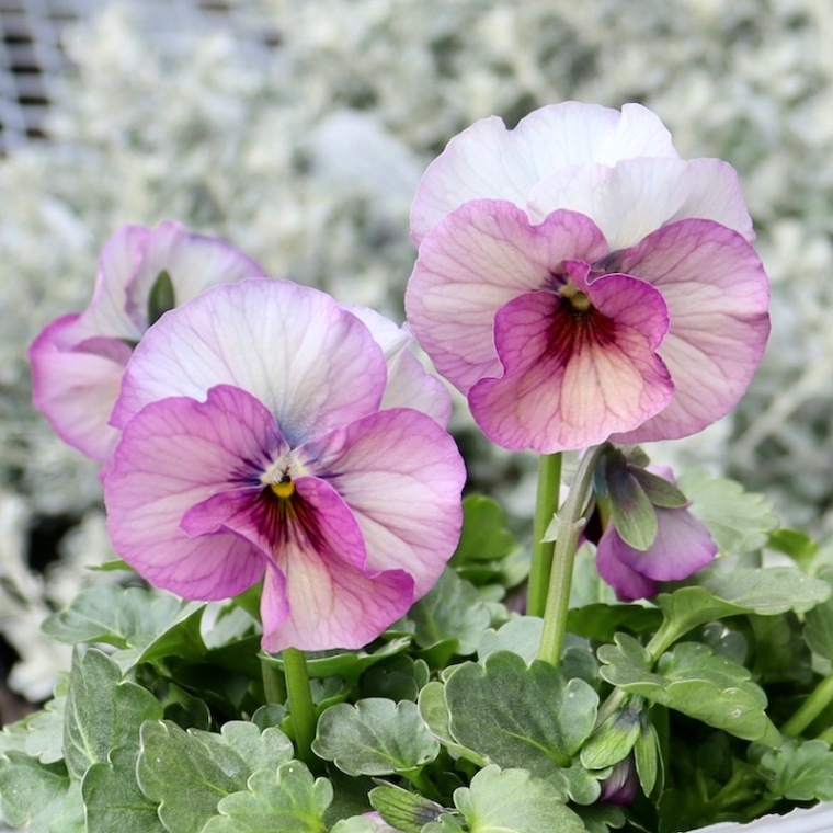 画像の現品1点限り!!北島園芸さんのオリジナルビオラ「コルティルーチェ」＜16番＞