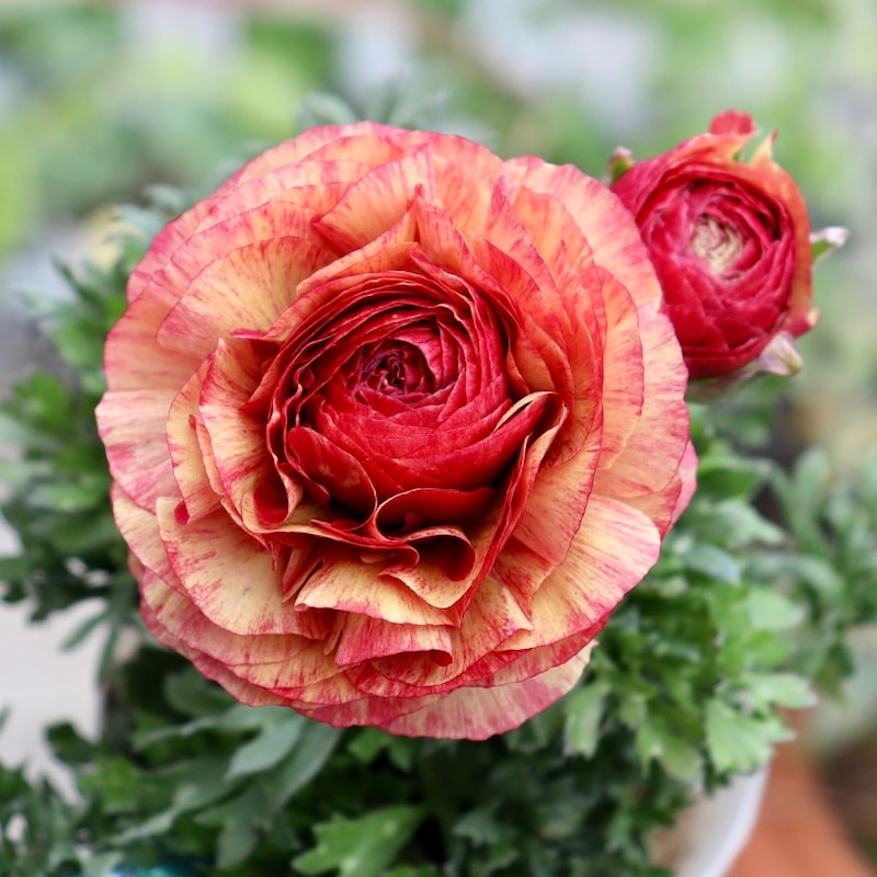 画像の現品♪ラナンキュラス・セレンディシリーズ☆25-05番