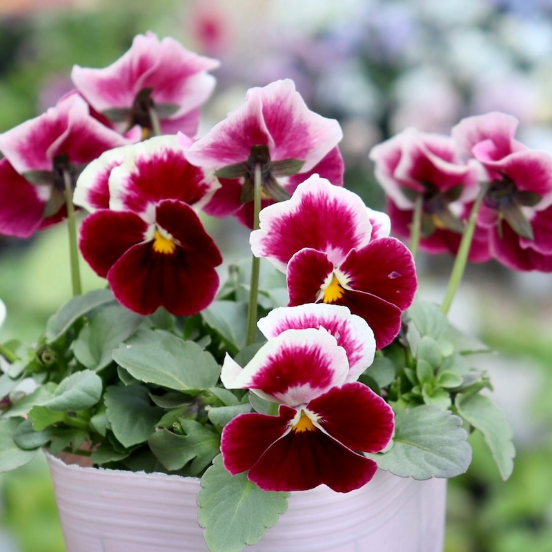 花夢園芸さん育種「パンジー」＆「ビオラ」・2025年11月ごろ販売