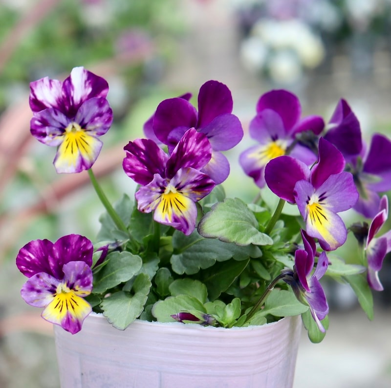 花夢園芸さん育種「パンジー」＆「ビオラ」・2025年11月ごろ販売開始