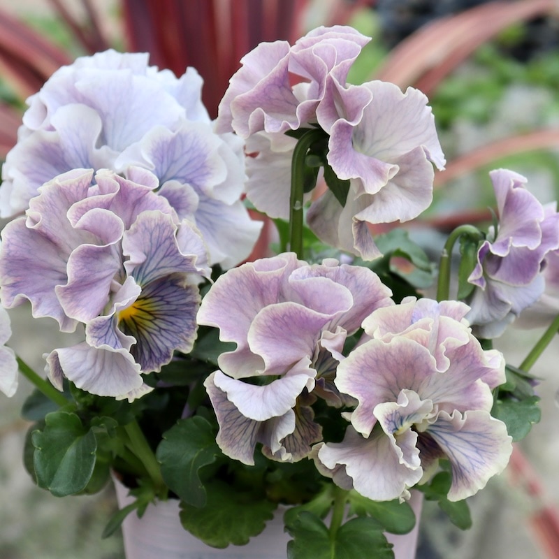 画像の現品1点限り☆Rガーデンさんのアンティークフリルパンジー