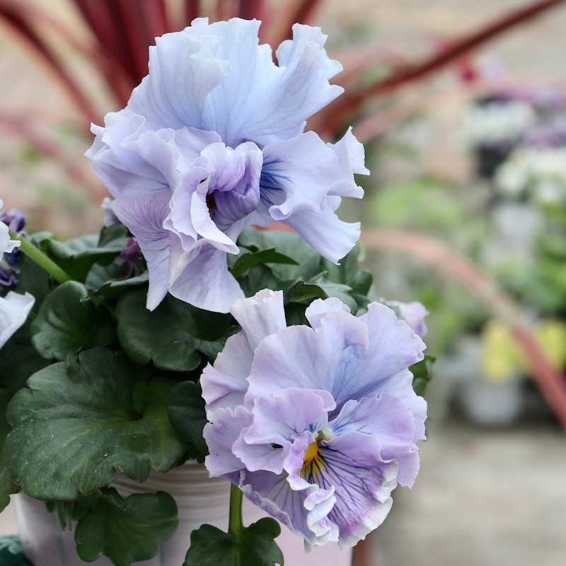 RYU様専用【現品】R-gardenオリジナルフリルパンジーフルール①③④⑤⑥⑪