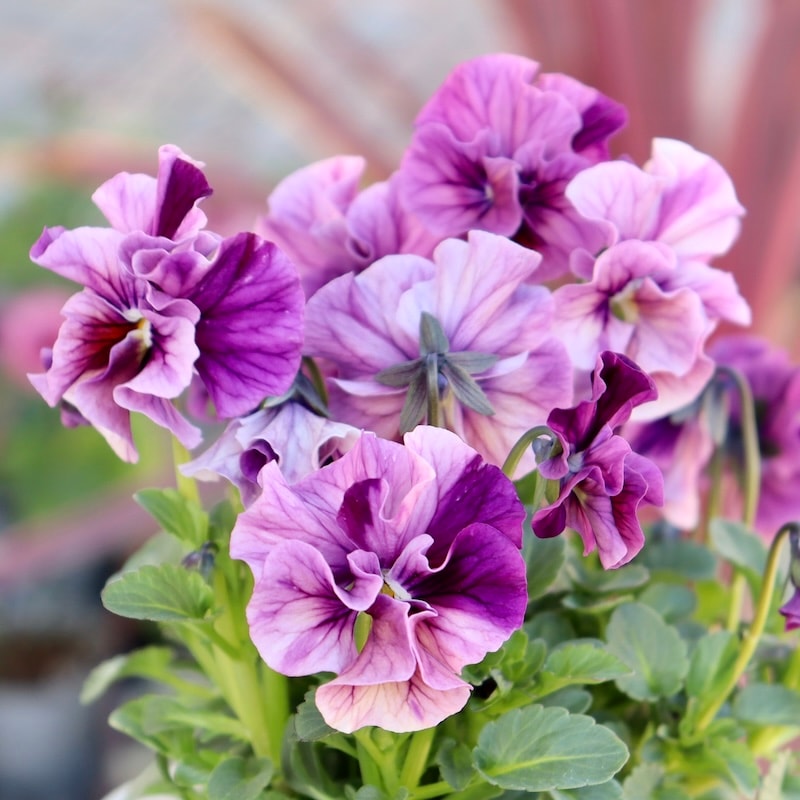 画像で色を選べる!!高知・植田さんのフリル咲きビオラ「マーブル」<41番>