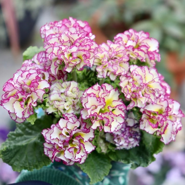 現品1点限り☆k－plantsさんのプリムラ「ポンポンラパン」33番