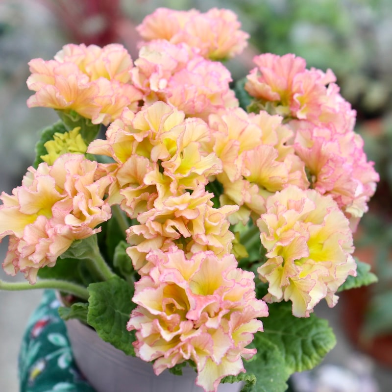 現品 1点限り☆k－plantsさんのプリムラ「ポンポンラパン」34番