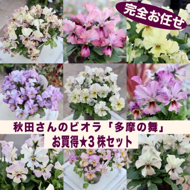 【色を選べないからお買得】お任せ3株セット♪秋田さん育種パンジー「多摩の舞」【色選択不可】