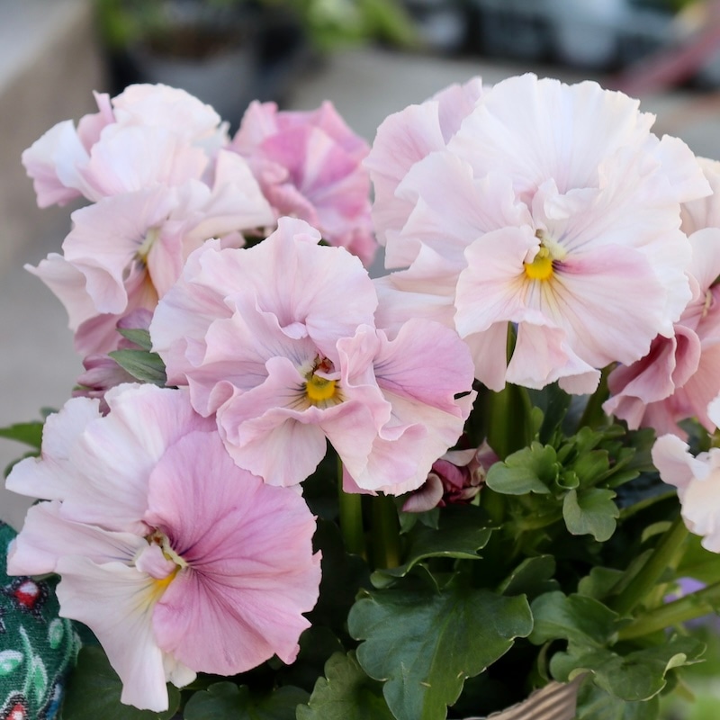 画像の現品☆うえたパンジー「マリーリーン」<24SP-04>