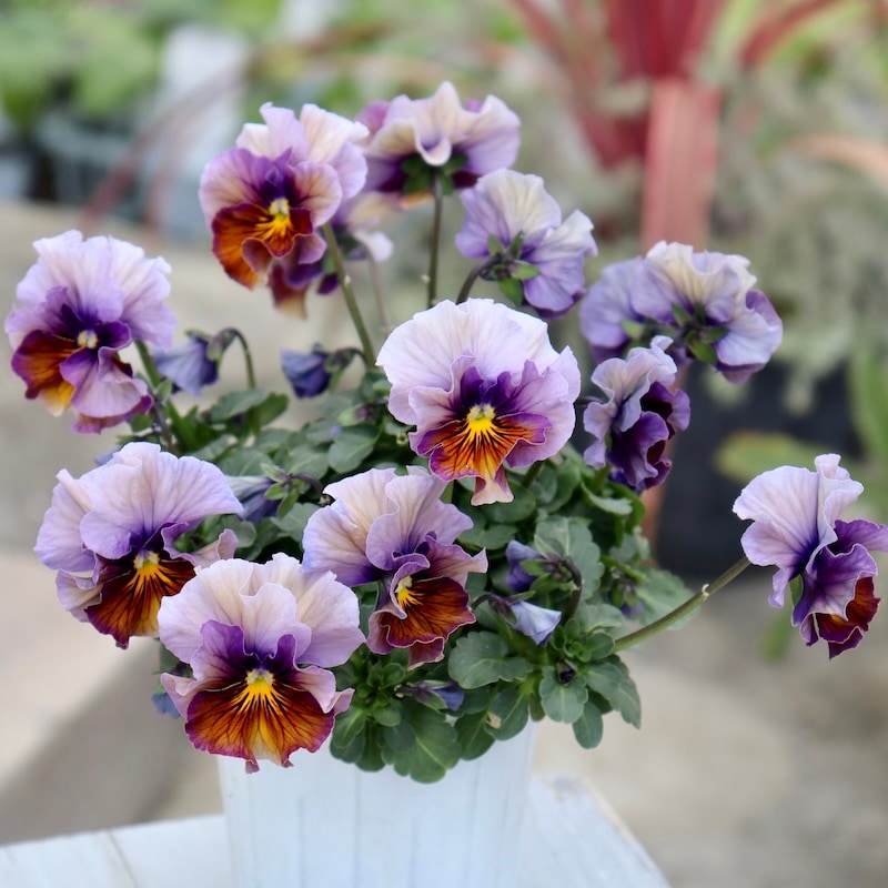 R*U様 桂風園✳︎パンジーフェデネージュ金縁ブルービオラフリルパンジー