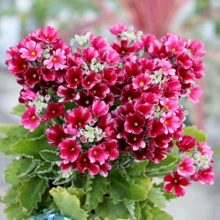 画像の現品いずれか!!松野さんの変わり咲き桜草☆11番