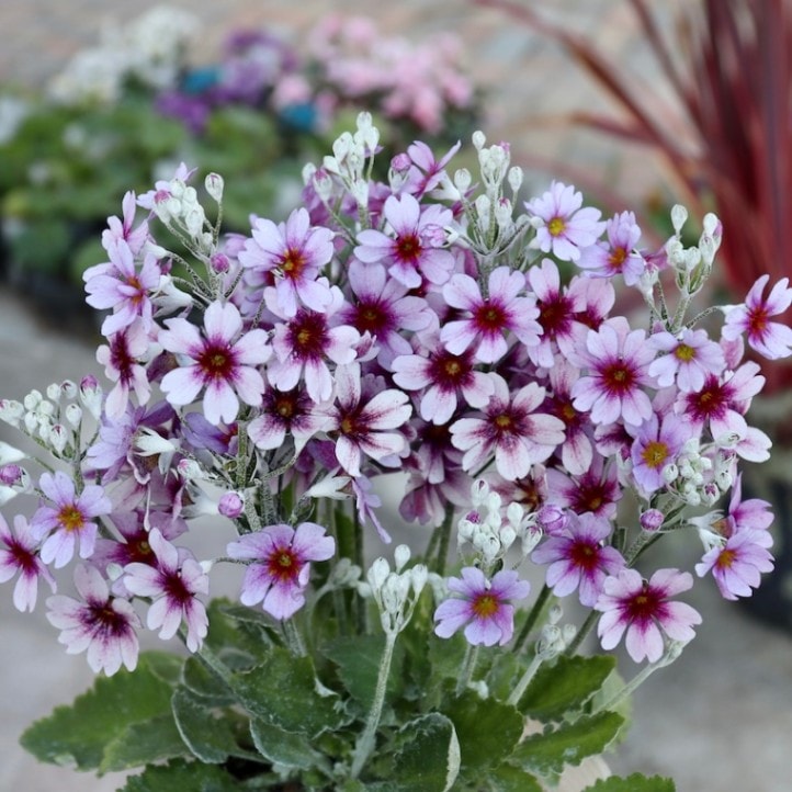 画像の現品1点限り!!松野さんの変わり咲き桜草☆14番