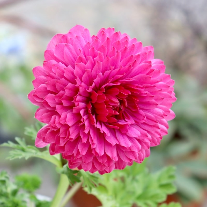 素敵な花苗とおしゃれなガーデニング雑貨｜ネット通販ショップ