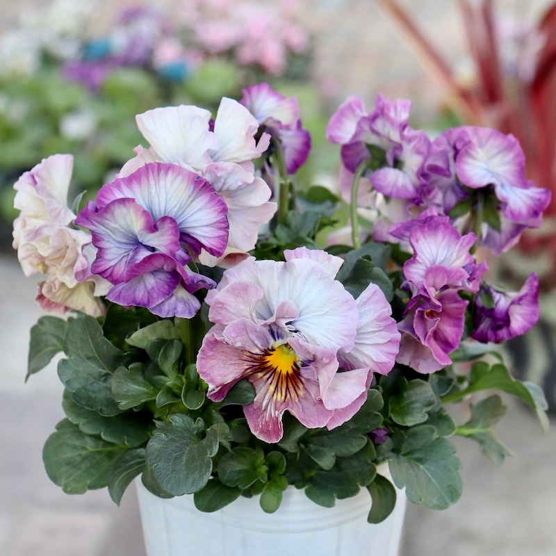 パンジーフェデネージュ 希少苗 ブルー系 ビオラレディ ビオラレディ