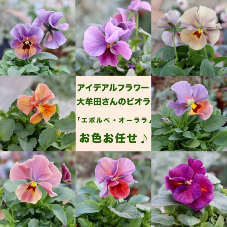 アイデアルフラワー・大牟田さんのビオラevolve(エボルベ) オーララ・お任せ♪<色指定不可>