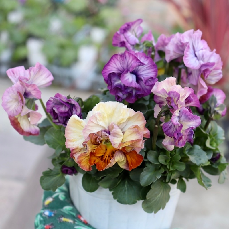 ＫＡ31♥フェデネージュ　クレープ♥花苗ポットごと♥ KA31♥フェデネージュ クレープ♥花苗ポットごと♥ KA31♥フェデ