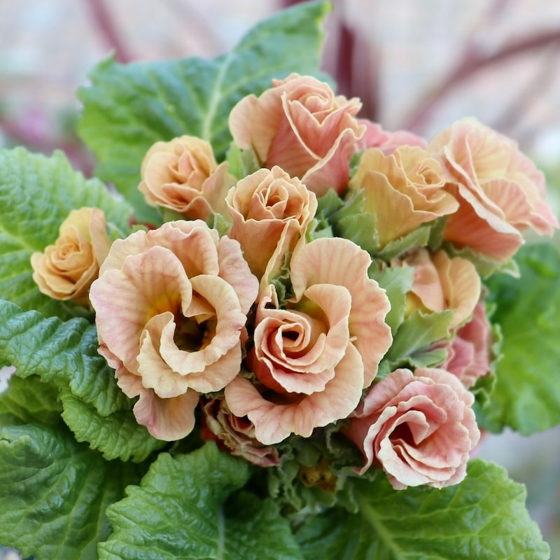 現品1点限り☆バラ咲きプリムラ・ジュリアン「ミステリーモカ」46番