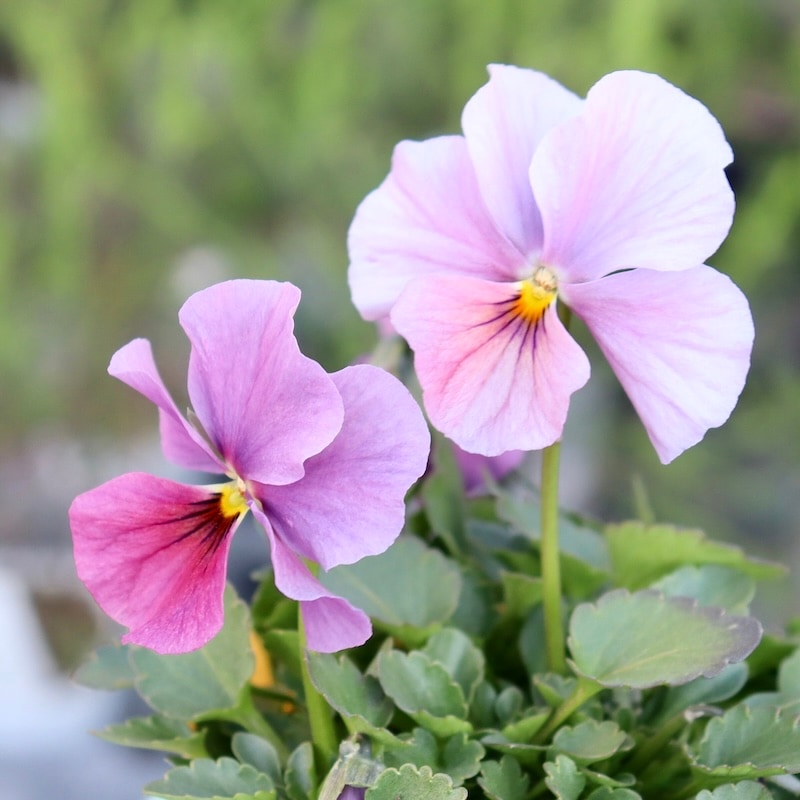 素敵な花苗とおしゃれなガーデニング雑貨｜ネット通販ショップ～風散歩～