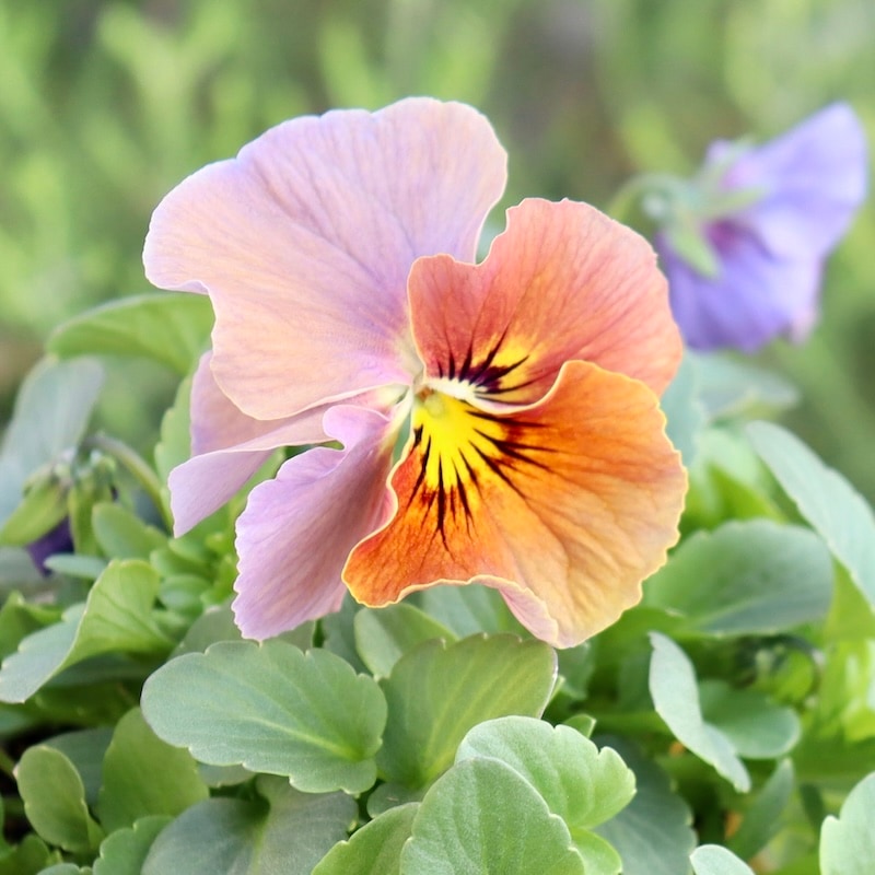 素敵な花苗とおしゃれなガーデニング雑貨｜ネット通販ショップ～風散歩～