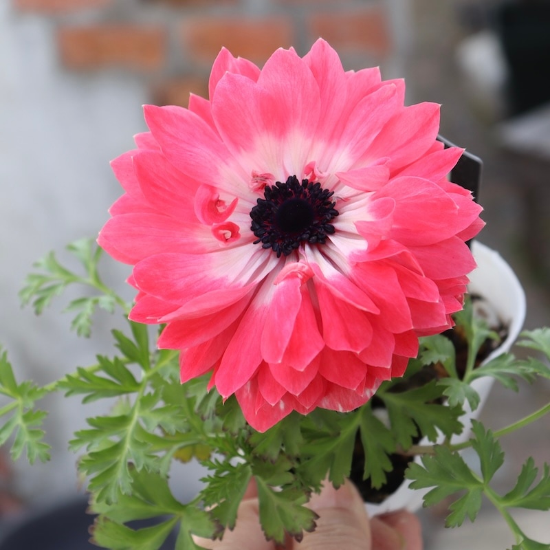 画像で花色を選べる☆八重咲きアネモネ「クラシカルピンク」1番