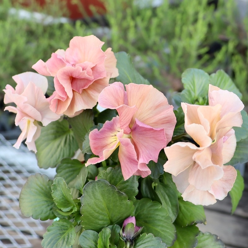 画像の現品1点限り☆八重咲きパンジー「ルナ・ドゥーブル」32番