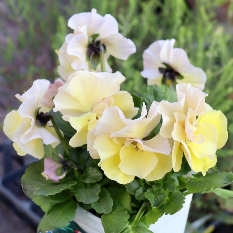 画像の現品1点限り☆八重咲きパンジー「ルナ・ドゥーブル」33番