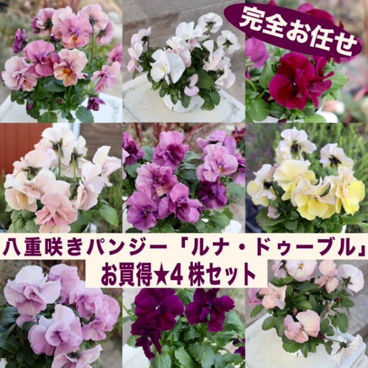 【色を選べないからお買得♪】お任せ4株セット♪ 八重咲きパンジー「ルナ・ドゥーブル」【色選択不可】