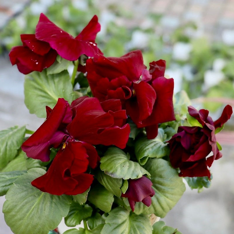 画像の現品1点限り☆八重咲きパンジー「ルナ・ドゥーブル」34番