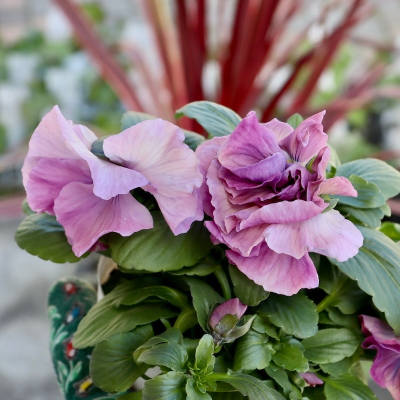 画像の現品1点限り☆八重咲きパンジー「ルナ・ドゥーブル」36番