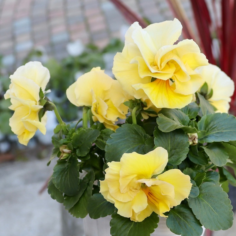 画像の現品1点限り☆八重咲きパンジー「ルナ・ドゥーブル」37番