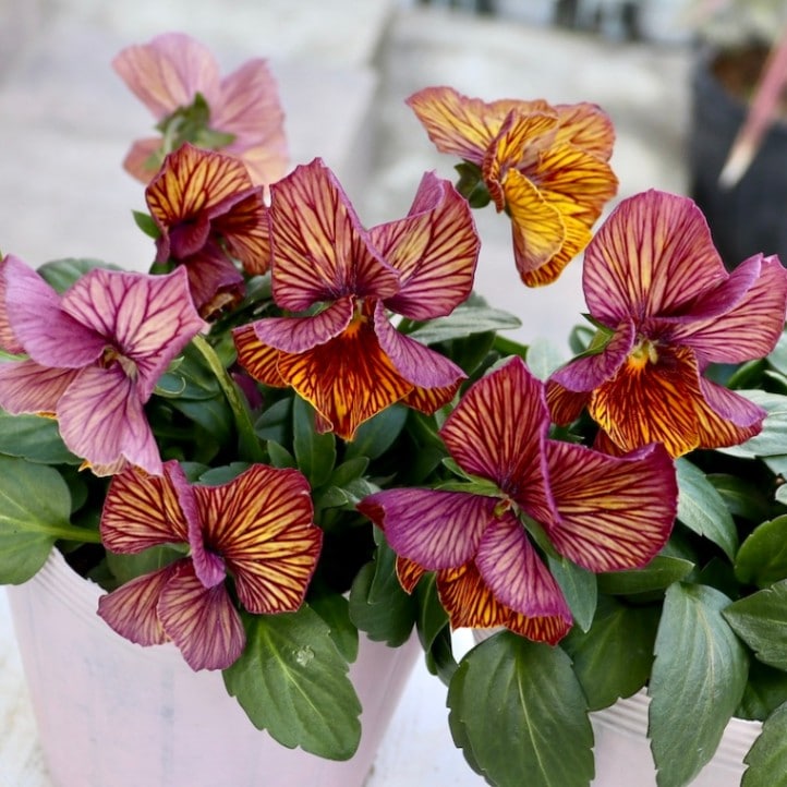 石村あさみさん育種ビオラ「A-STORY・流星」<5番>