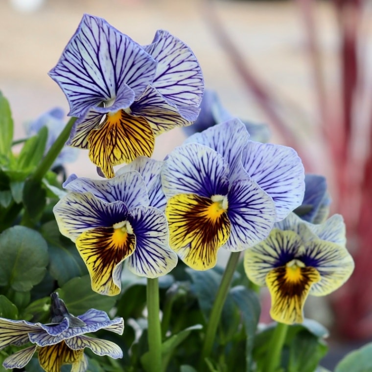 石村あさみさん育種ビオラ「A-STORY・流星」<6番>