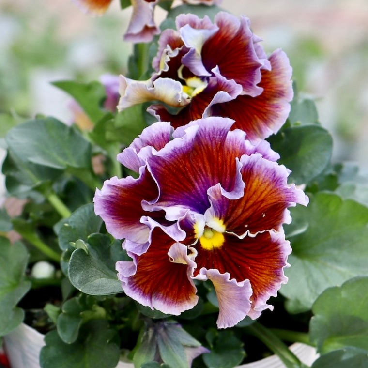 希少品】現品1点限り!! 石村あさみさん育種パンジー「A-STORY・花守の