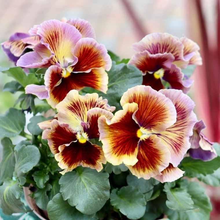 希少品】現品1点限り!! 石村あさみさん育種パンジー「A-STORY・花守の