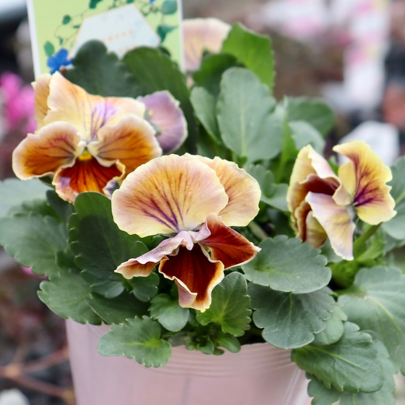 希少品】現品1点限り!! 石村あさみさん育種パンジー「A-STORY・花守の