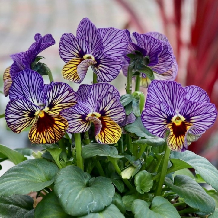 現品在庫限り!! 石村あさみさん育種ビオラ「A-STORY・シークレットベイン」<1番>