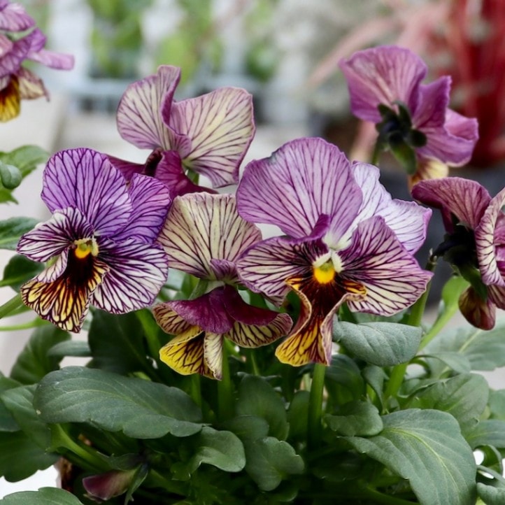 現品2株限り!! 石村あさみさん育種ビオラ「A-STORY・シークレットベイン」<2番>