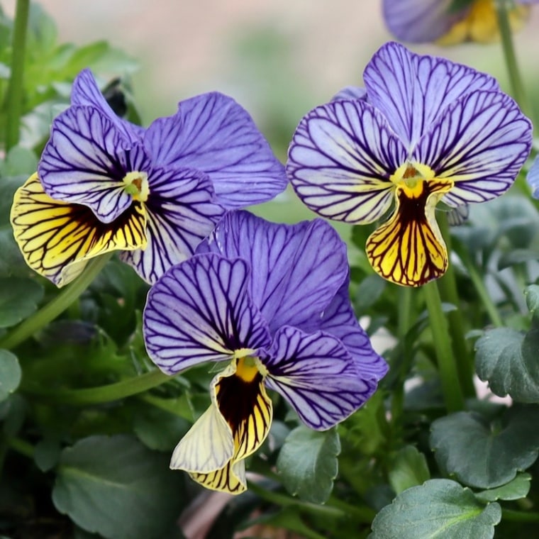 現品2株限り!! 石村あさみさん育種ビオラ「A-STORY・シークレット