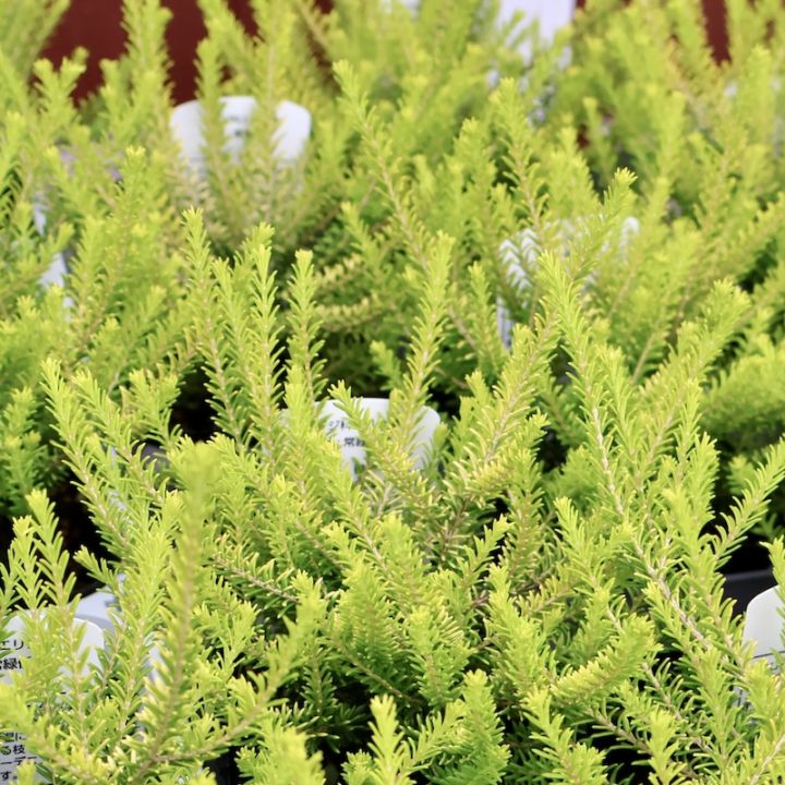 暑さ寒さに強い!! エリカ・グリフィスシー「バレリーグリフィス」