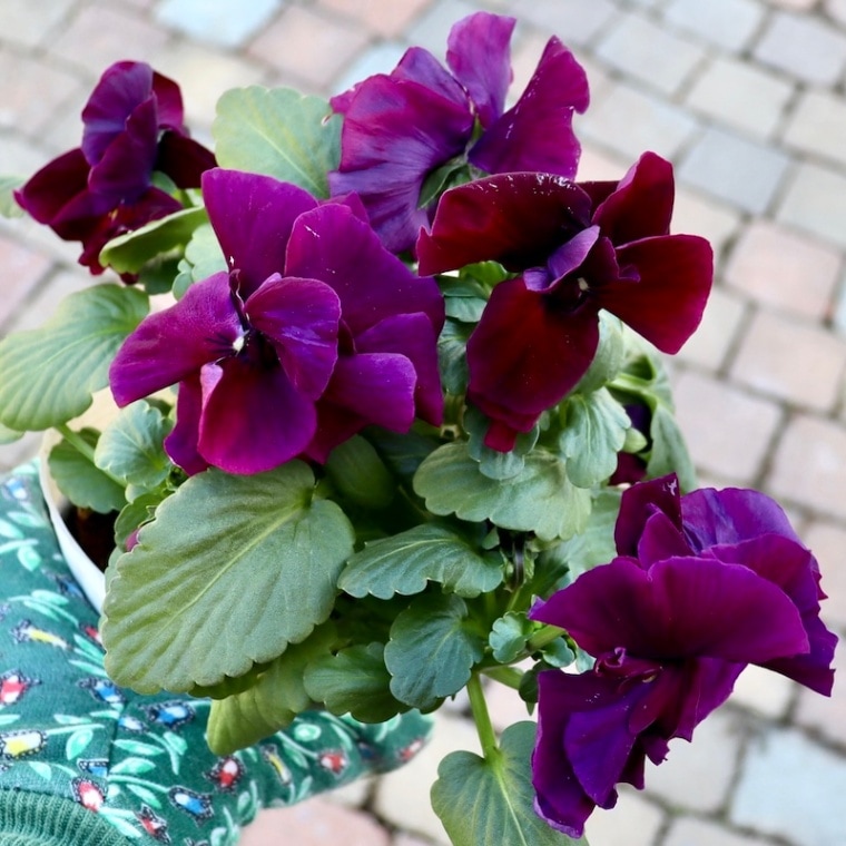 画像の現品1点限り☆八重咲きパンジー「ルナ・ドゥーブル」38番　