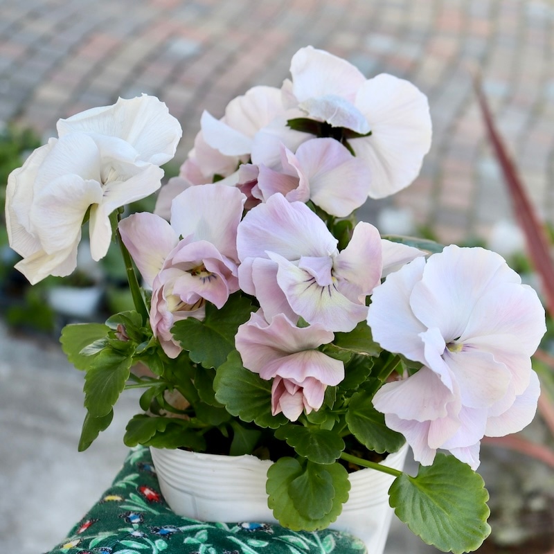 ドイリー1104❤️パンジーと八重咲き花✨2枚以上で2680円❣️ ベタ惚れ♡ふわふわ真っ白な八重咲きパンジー・シュシュ