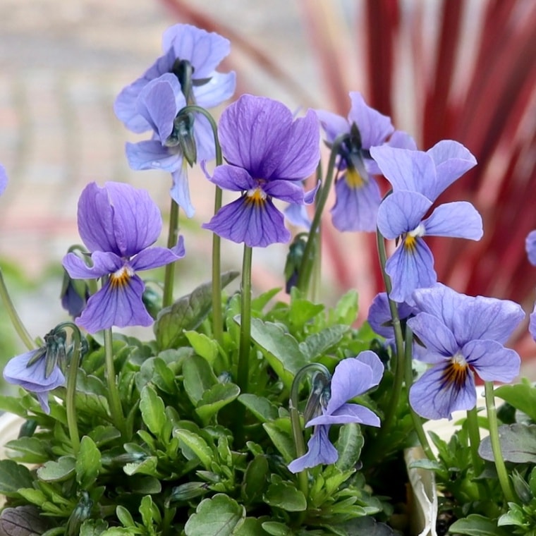 画像で花色を選べる】エムズファームさん育種の春咲き小輪ビオラ「EMS