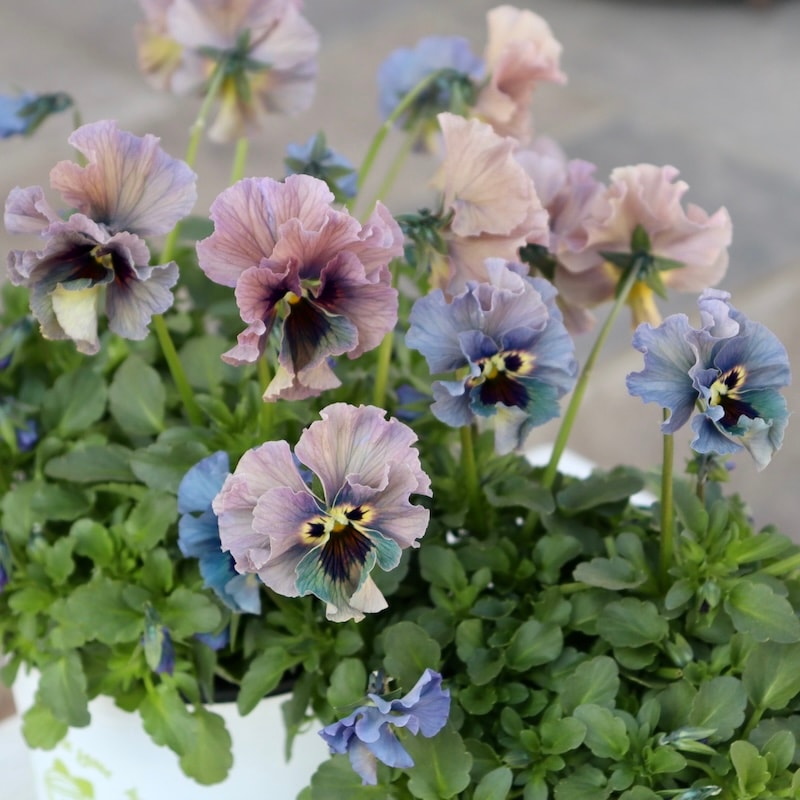 特大の超良株☆画像の現品!! 石川園芸さんのビオラ「レディ