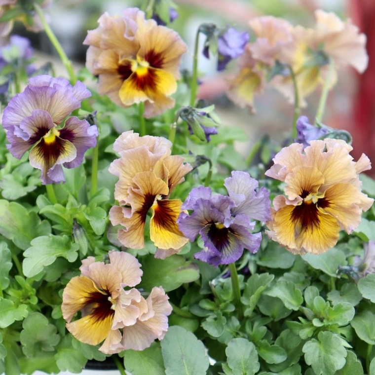 特大の超良株☆画像の現品!! 石川園芸さんのビオラ「レディ」スペシャル＜SP53＞