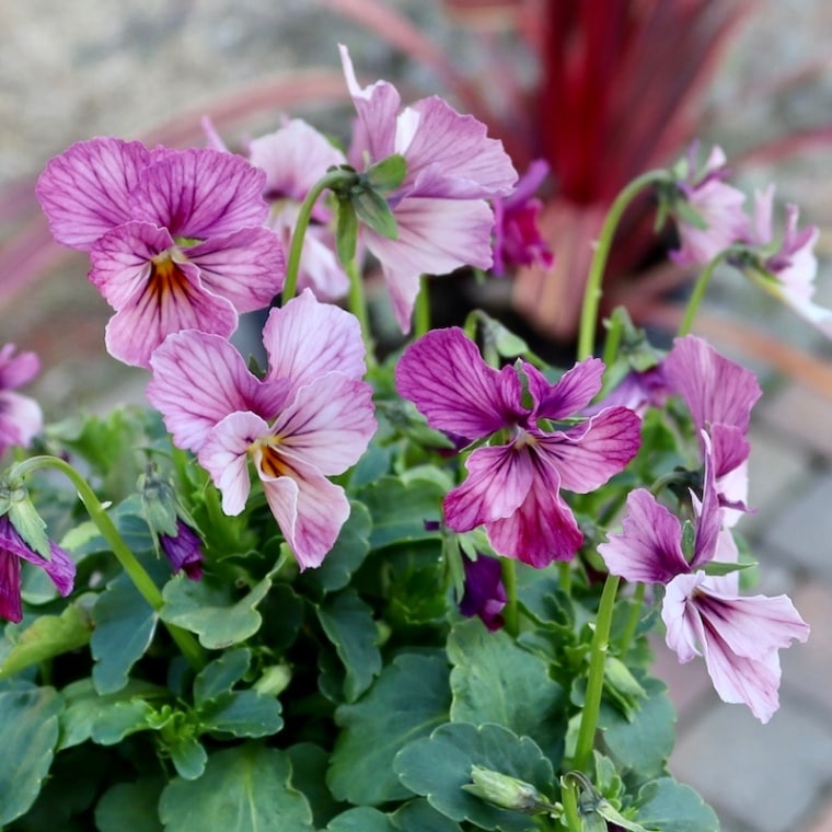 画像の現品1点限り!! うえたオリジナルビオラ「キューティーベイン」<25>