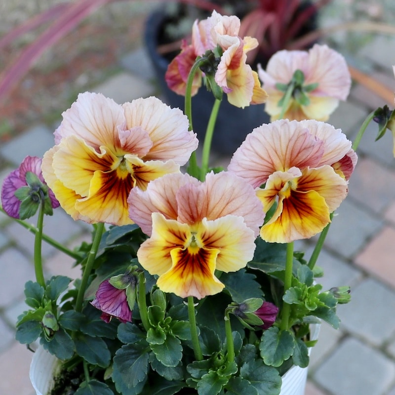 画像とほぼ同じ色!! うえたオリジナルビオラ「キューティーベイン」<26>