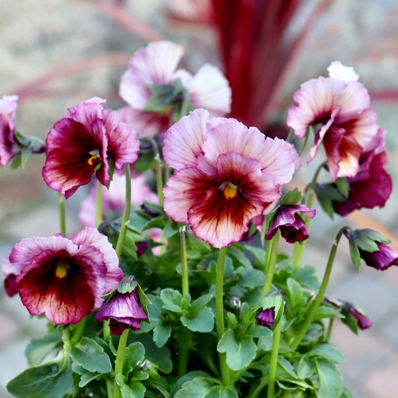 画像の現品1点限り!! うえたオリジナルビオラ「キューティーベイン」<27>