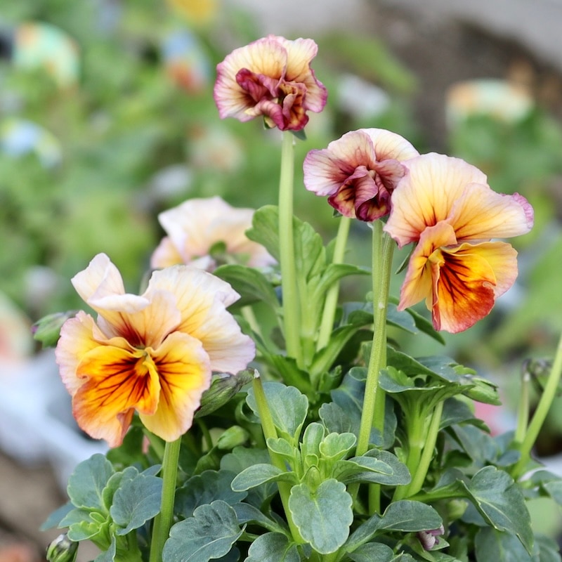 画像の現品1点限り!! うえたオリジナルビオラ「キューティーベイン」<28>